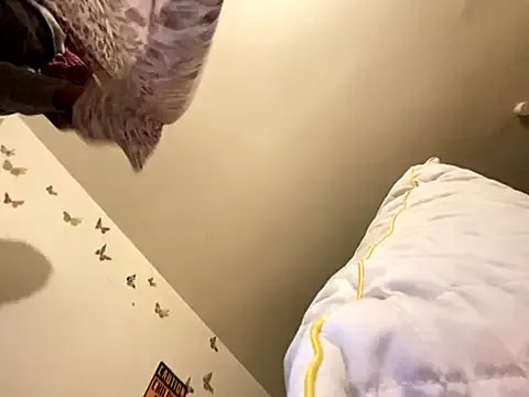 Freechat LeBimbo on StripChat